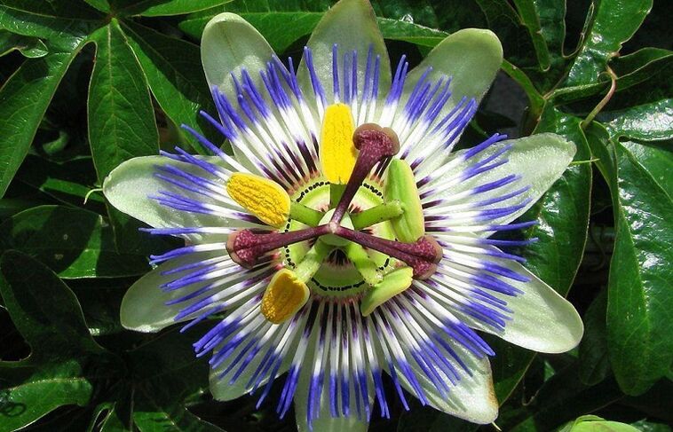 A flor da paixón axuda a combater os parasitos
