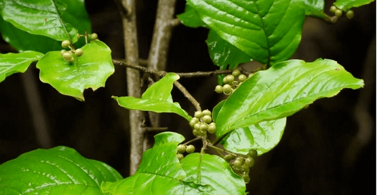 Herba ayurvédica Vidanga un remedio eficaz contra os parasitos nos intestinos